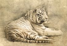 EU budget rules are likely to remain paper tigers