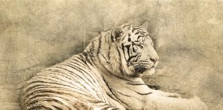 EU budget rules are likely to remain paper tigers