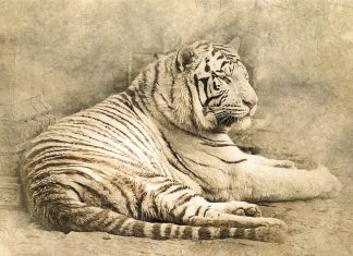 EU budget rules are likely to remain paper tigers