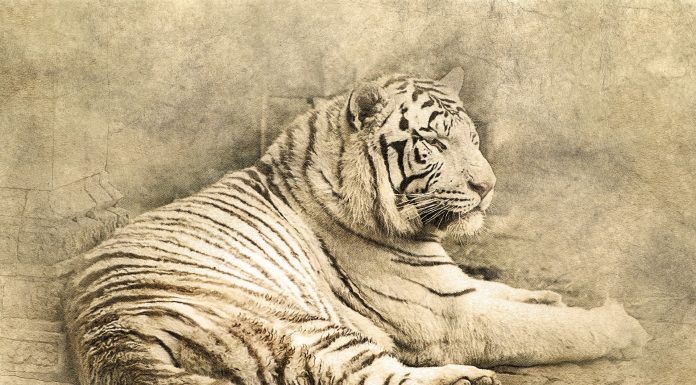 EU budget rules are likely to remain paper tigers