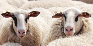 Also in Europe, democracy is under pressure