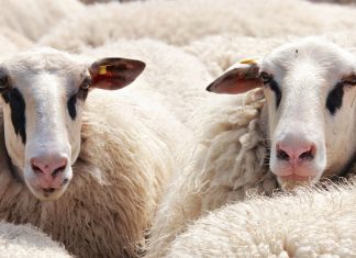 Also in Europe, democracy is under pressure