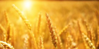 Will the war force the EU to rethink its flawed environmental policies?