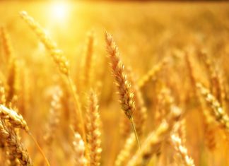 Will the war force the EU to rethink its flawed environmental policies?