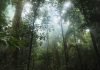 To fight deforestation, the EU could start by not promoting it
