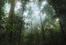 To fight deforestation, the EU could start by not promoting it