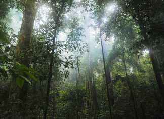 To fight deforestation, the EU could start by not promoting it