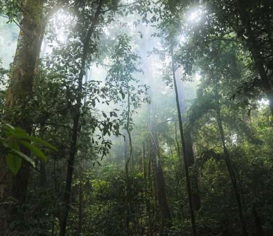 To fight deforestation, the EU could start by not promoting it