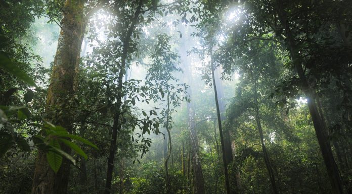 To fight deforestation, the EU could start by not promoting it