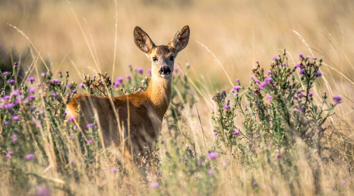 Strengthening property rights as a means to protect the environment