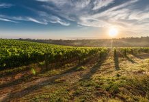 In the fight against illicit trade, sunlight is the best disinfectant