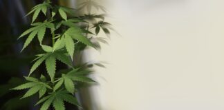 Europe has lost the war on drugs. It’s time for a different approach