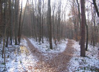 Europe faces urgent policy choices