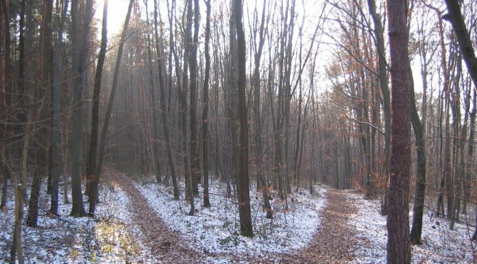 Europe faces urgent policy choices