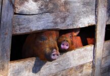 The EU’s Digital Gulag