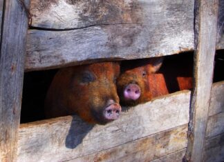 The EU’s Digital Gulag