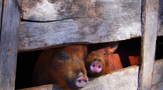 The EU’s Digital Gulag